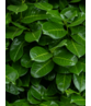 Kirschlorbeer Hecke | Prunus laurocerasus 'Novita'