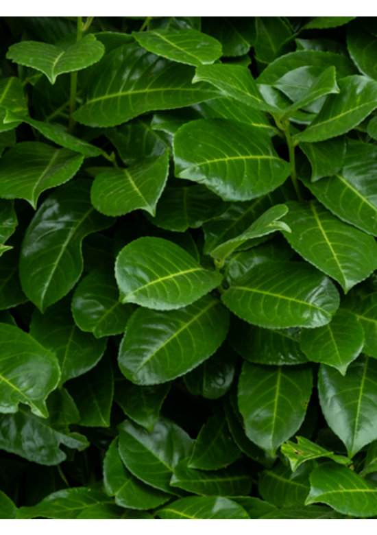 Kaukasischer Kirschlorbeer Hecke | Prunus laurocerasus 'Caucasica'