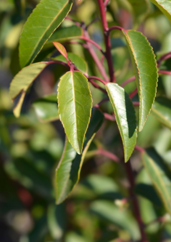 Portugiesischer Kirschlorbeer Hecke 'Angustifolia' - Venovi