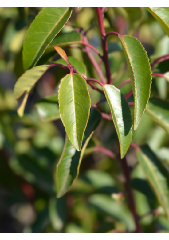 Portugiesischer Kirschlorbeer Hecke | Prunus lusitanica 'Angustifolia'