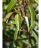 Portugiesischer Kirschlorbeer Hecke | Prunus lusitanica 'Angustifolia'