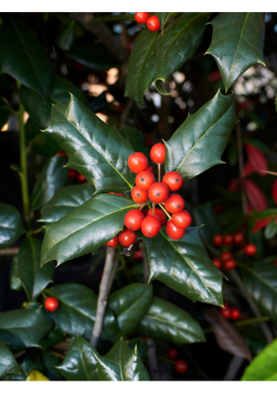 Stechpalme Hecke 'Alaska' | Ilex aquifolium 'Alaska'