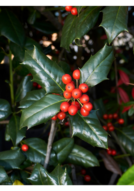 Stechpalme Hecke | Ilex aquifolium 'Alaska'