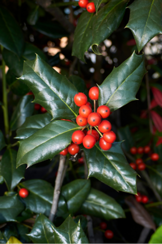 Stechpalme Hecke | Ilex meserveae 'Heckenpracht'