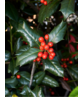 Stechpalme Hecke | Ilex meserveae 'Heckenpracht' Stechpalme Hecke | Ilex meserveae 'Heckenpracht'