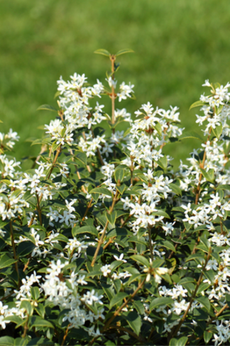 Frühlingsduftblüte Hecke | Osmanthus burkwoodii Frühlingsduftblüte Hecke | Osmanthus burkwoodii