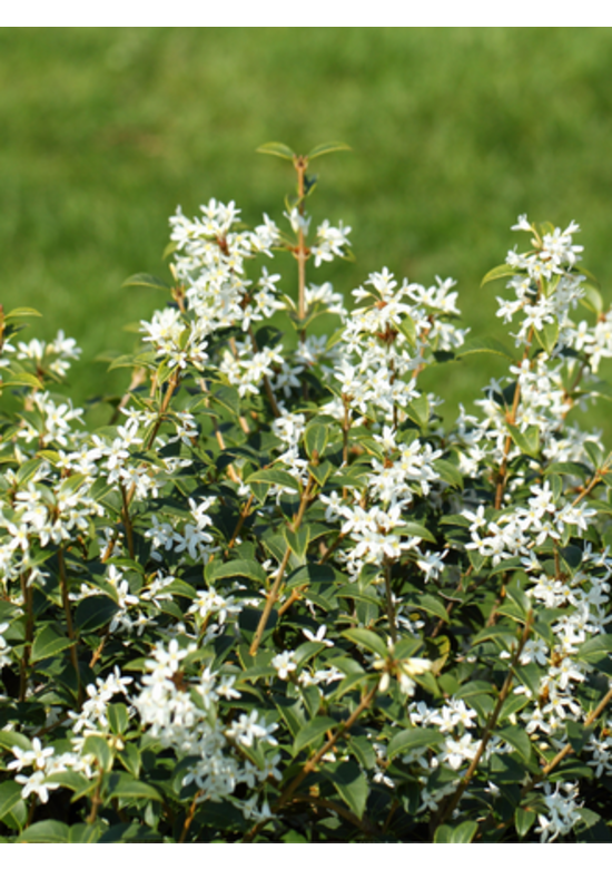 Frühlingsduftblüte Hecke | Osmanthus burkwoodii