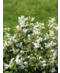 Frühlingsduftblüte Hecke | Osmanthus burkwoodii