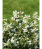 Frühlingsduftblüte Hecke | Osmanthus burkwoodii