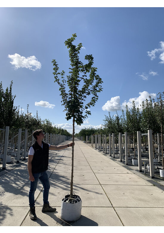 Säulen Feldahorn 'Green Column' | Acer campestre 'Green Column' Säulen Feldahorn 'Green Column' | Acer campestre 'Green Column'