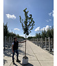 Säulen Feldahorn 'Green Column' | Acer campestre 'Green Column'
