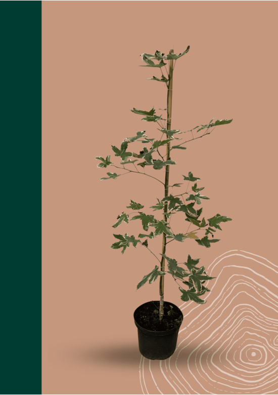 Kleiner Amerikanischer Amberbaum 'Silver King' | Liquidambar styraciflua 'Silver King'