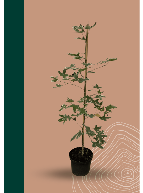 Kleiner Amerikanischer Amberbaum 'Silver King' | Liquidambar styraciflua 'Silver King' Kleiner Amerikanischer Amberbaum 'Silver King' | Liquidambar styraciflua 'Silver King'