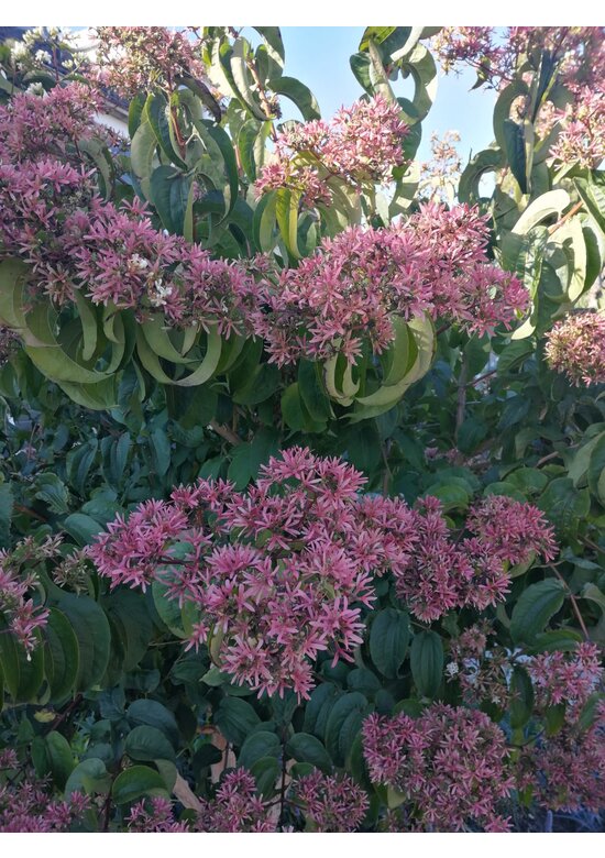 Sieben-Söhne-des-Himmels Baum | Heptacodium miconioides