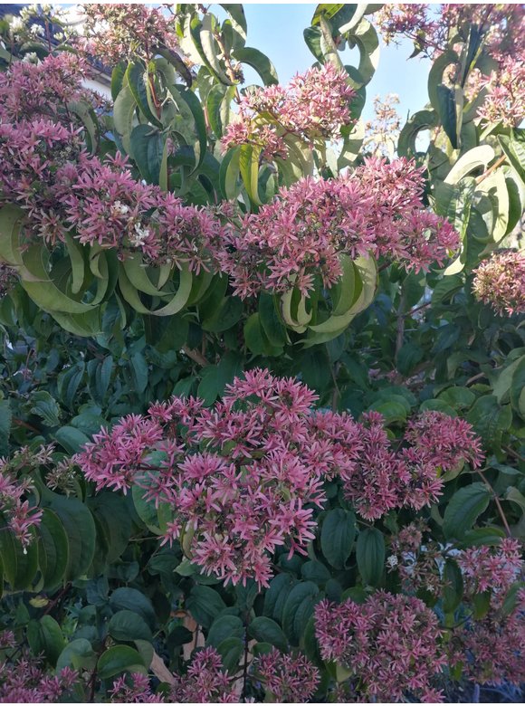 Sieben-Söhne-des-Himmels Baum | Heptacodium miconioides Sieben-Söhne-des-Himmels Baum | Heptacodium miconioides