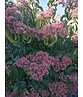 Sieben-Söhne-des-Himmels Baum | Heptacodium miconioides