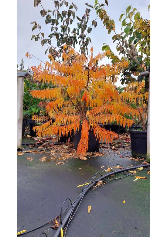 Gelbgrüner Essigbaum 'Tiger Eyes' - Mehrstämmig | Rhus typhina 'Tiger Eyes'