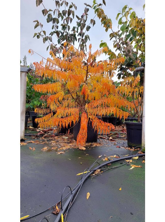 Gelbgrüner Essigbaum 'Tiger Eyes' - Mehrstämmig | Rhus typhina 'Tiger Eyes' Gelbgrüner Essigbaum 'Tiger Eyes' - Mehrstämmig | Rhus typhina 'Tiger Eyes'