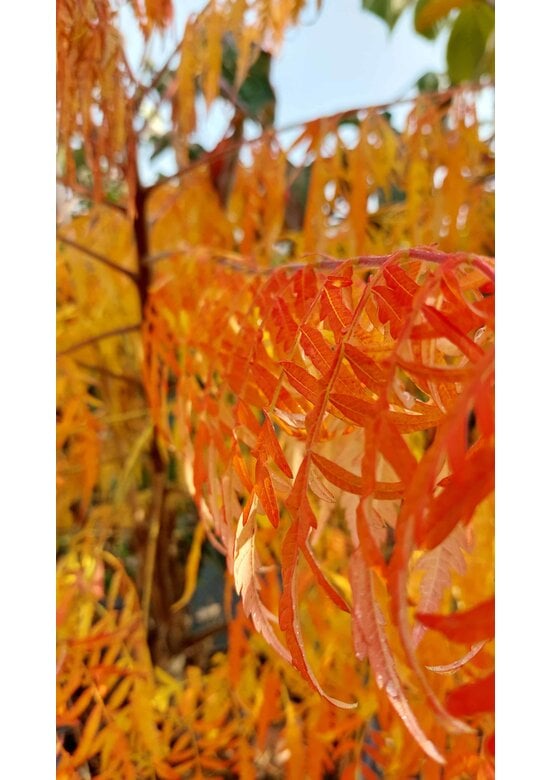 Gelbgrüner Essigbaum 'Tiger Eyes' - Mehrstämmig | Rhus typhina 'Tiger Eyes'