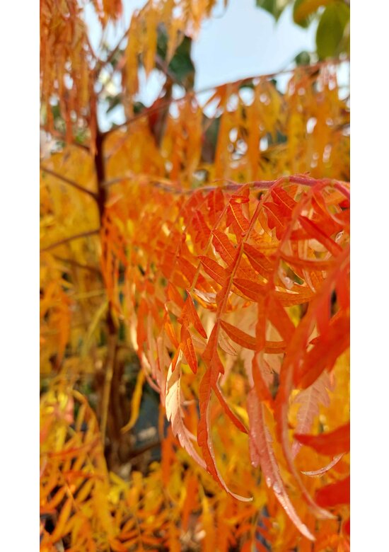 Gelbgrüner Essigbaum 'Tiger Eyes' - Mehrstämmig | Rhus typhina 'Tiger Eyes'