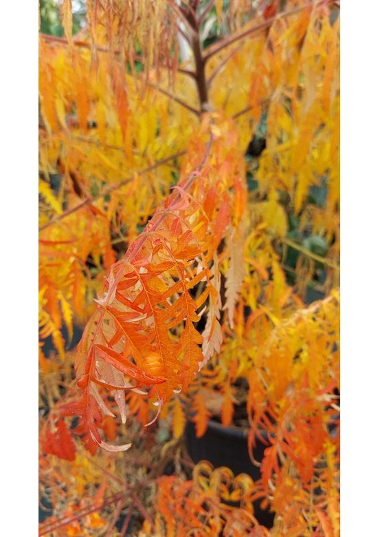 Gelbgrüner Essigbaum 'Tiger Eyes' - Mehrstämmig | Rhus typhina 'Tiger Eyes'