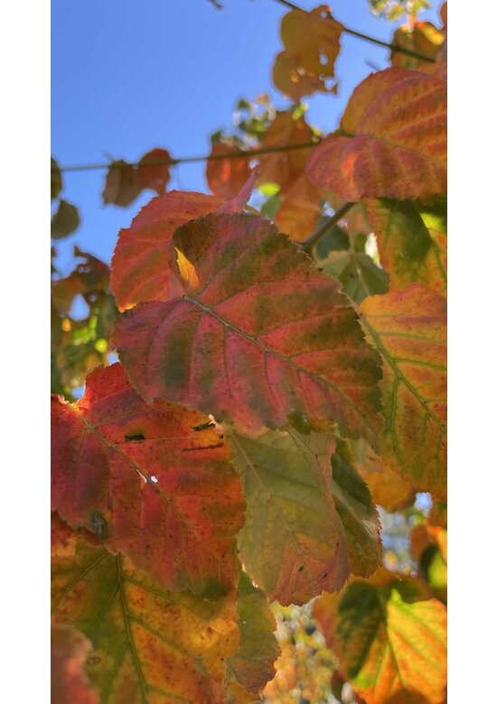 Davids-Ahorn - Schlangenhaut-Ahorn | Acer davidii