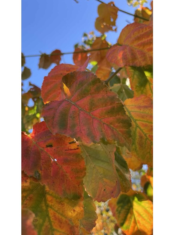 Davids-Ahorn - Schlangenhaut-Ahorn | Acer davidii Davids-Ahorn - Schlangenhaut-Ahorn | Acer davidii