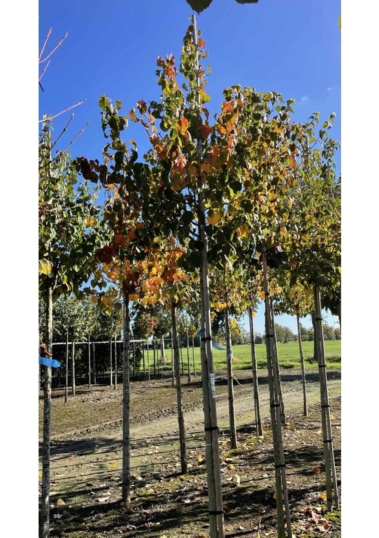 Davids-Ahorn - Schlangenhaut-Ahorn | Acer davidii