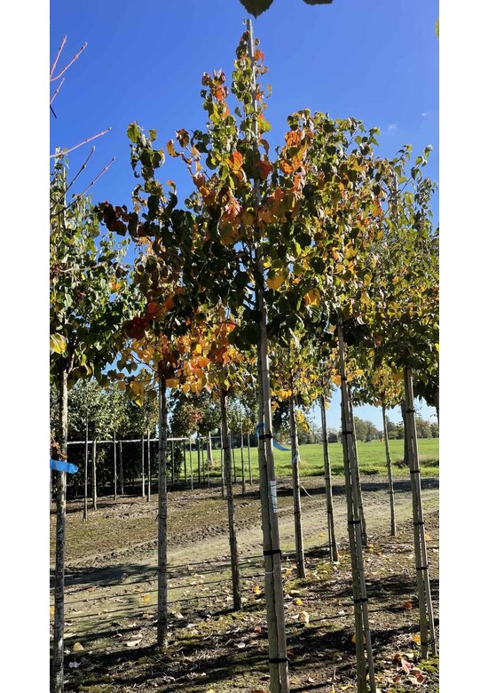 Davids-Ahorn - Schlangenhaut-Ahorn | Acer davidii