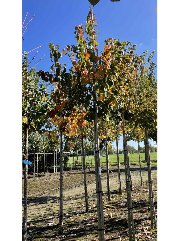 Davids-Ahorn - Schlangenhaut-Ahorn | Acer davidii Davids-Ahorn - Schlangenhaut-Ahorn | Acer davidii
