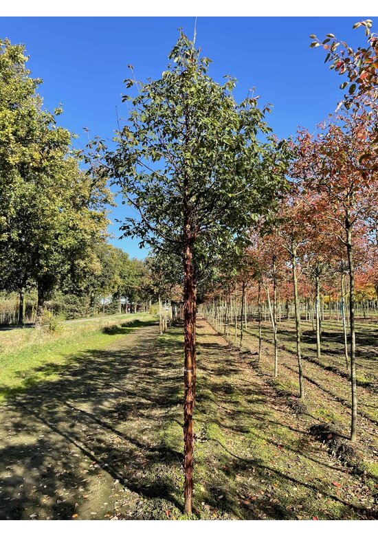 Zimt-Ahorn | Acer griseum Zimt-Ahorn | Acer griseum