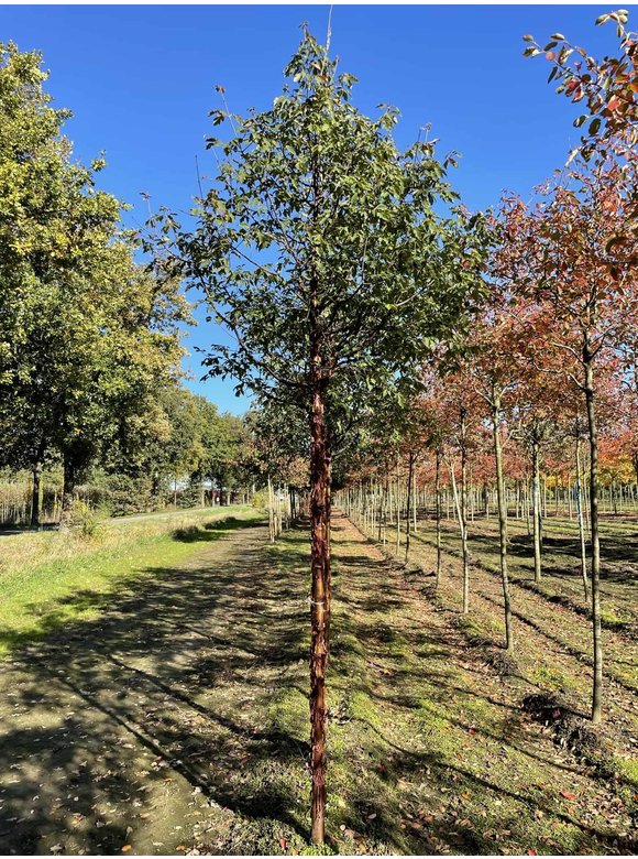 Zimt-Ahorn | Acer griseum Zimt-Ahorn | Acer griseum