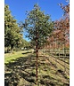 Zimt-Ahorn | Acer griseum Zimt-Ahorn | Acer griseum