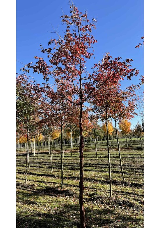 Zimt-Ahorn | Acer griseum Zimt-Ahorn | Acer griseum