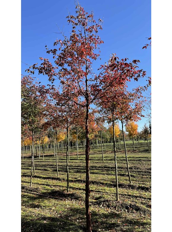 Zimt-Ahorn | Acer griseum Zimt-Ahorn | Acer griseum