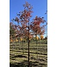 Zimt-Ahorn | Acer griseum Zimt-Ahorn | Acer griseum