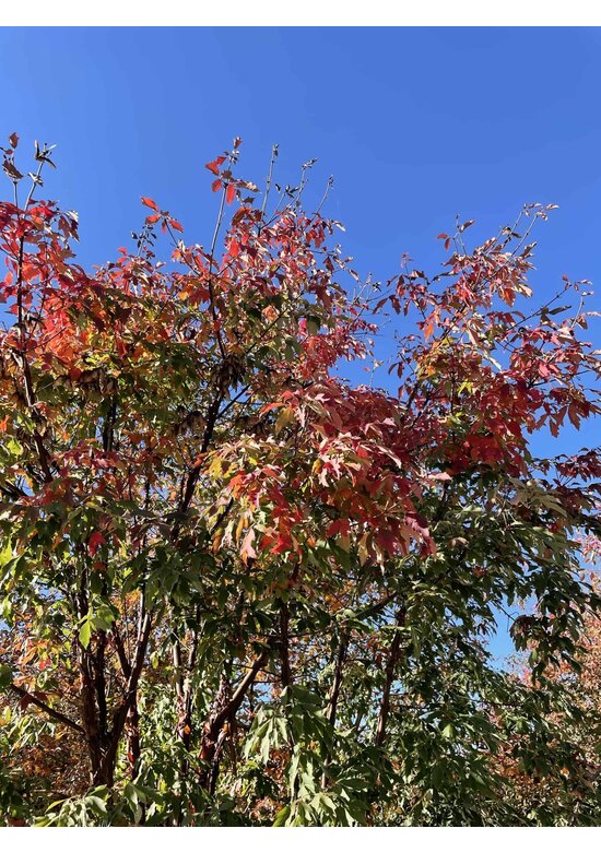 Zimtahorn - Mehrstämmig | Acer griseum Zimtahorn - Mehrstämmig | Acer griseum