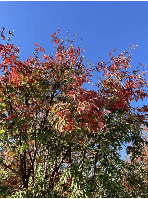 Zimtahorn - Mehrstämmig | Acer griseum Zimtahorn - Mehrstämmig | Acer griseum