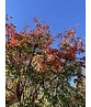 Zimtahorn - Mehrstämmig | Acer griseum Zimtahorn - Mehrstämmig | Acer griseum