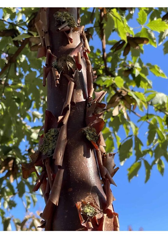 Zimt-Ahorn | Acer griseum Zimt-Ahorn | Acer griseum