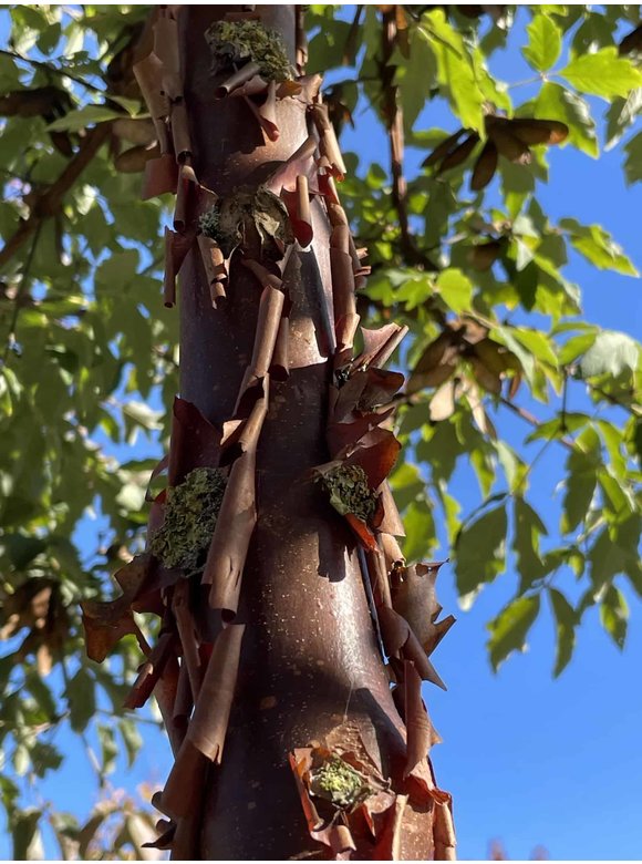 Zimt-Ahorn | Acer griseum Zimt-Ahorn | Acer griseum
