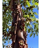 Zimt-Ahorn | Acer griseum Zimt-Ahorn | Acer griseum