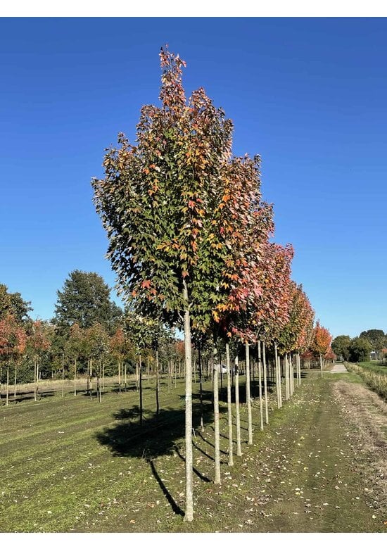 Rot-Ahorn 'Karpick' | Acer rubrum 'Karpick'