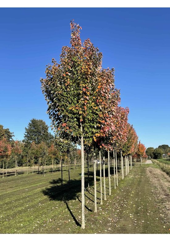 Rot-Ahorn 'Karpick' | Acer rubrum 'Karpick'