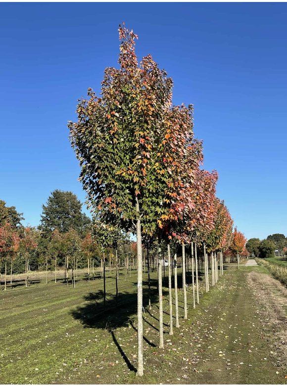 Rot-Ahorn 'Karpick' | Acer rubrum 'Karpick' Rot-Ahorn 'Karpick' | Acer rubrum 'Karpick'