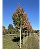 Rot-Ahorn 'Karpick' | Acer rubrum 'Karpick'