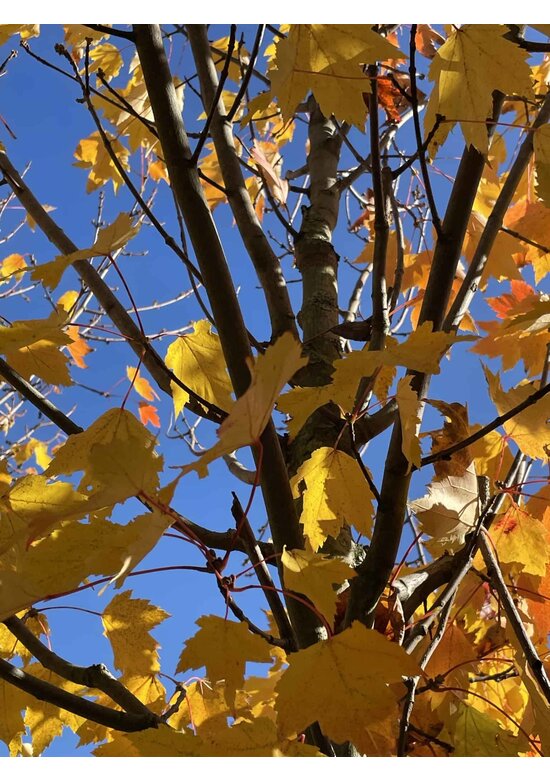 Rot-Ahorn 'Karpick' | Acer rubrum 'Karpick'