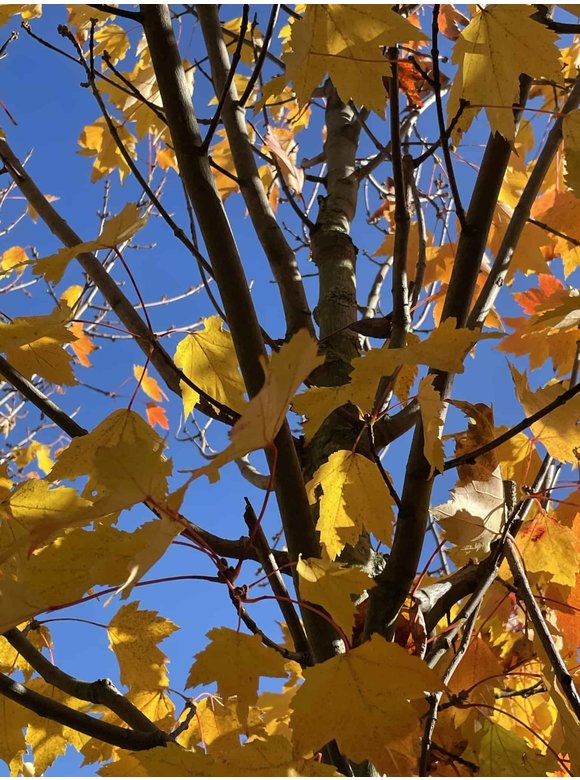 Rot-Ahorn 'Karpick' | Acer rubrum 'Karpick' Rot-Ahorn 'Karpick' | Acer rubrum 'Karpick'