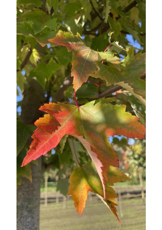Rot-Ahorn 'Karpick' | Acer rubrum 'Karpick'