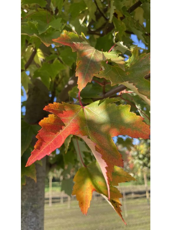 Rot-Ahorn 'Karpick' | Acer rubrum 'Karpick' Rot-Ahorn 'Karpick' | Acer rubrum 'Karpick'